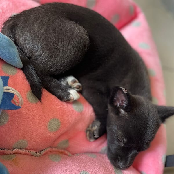 【急尋】混種犬 - 苗栗縣大湖鄉栗林村竹橋 (黑白)