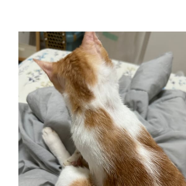 【急尋】混種貓 - 雲林縣古坑鄉大湖口11號 (橘色)