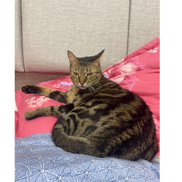 【急尋】混種貓 - 雲林縣水林鄉蘇秦村海豐路28號 (虎斑貓)