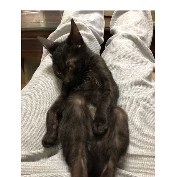 【急尋】混種貓 - 雲林縣麥寮鄉施厝村17鄰仁德東路527號 (黑色)