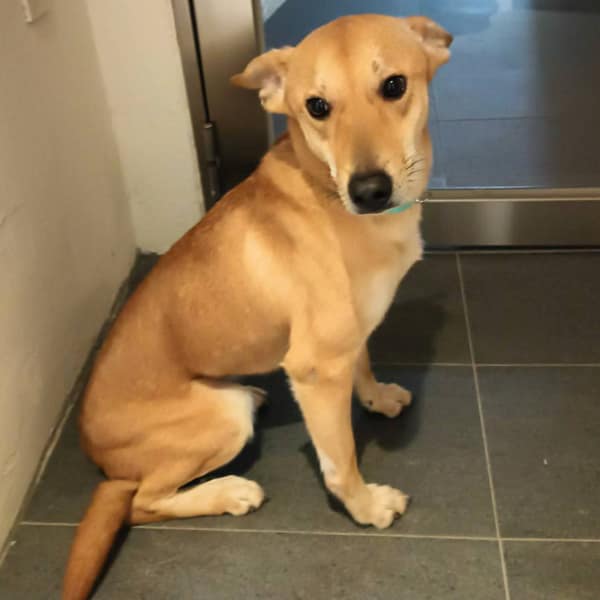 【急尋】混種犬 - 彰化縣彰化市曉陽路332號 (黃色)