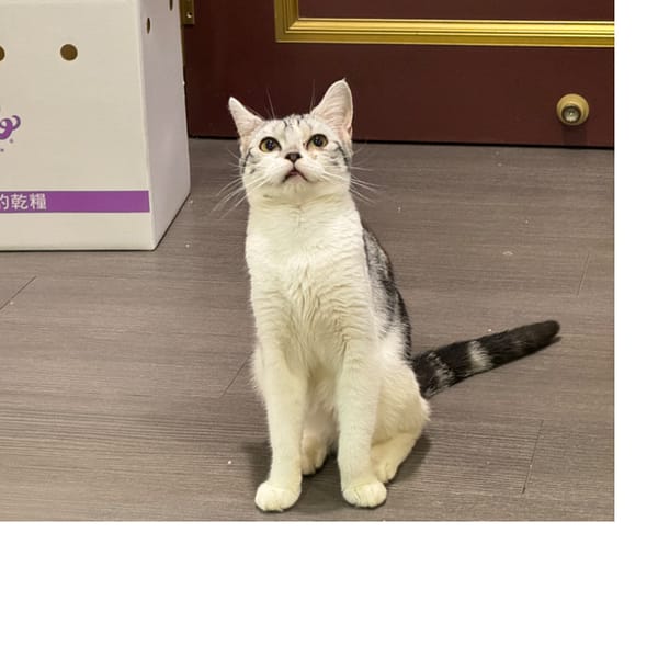 【急尋】美國短毛貓 - 臺北市中山區林森北路107巷46號 (銀白色)