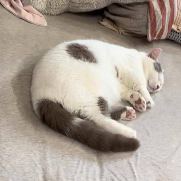 【急尋】曼赤肯貓 - 新北市林口區中正路103號4樓 (全身白，尾巴、頭頂、右側身體部分紫羅蘭色)