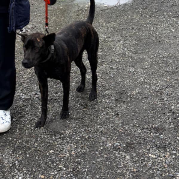 【急尋】台灣犬 - 宜蘭縣冬山鄉冬山路一段 (棕色-虎斑)