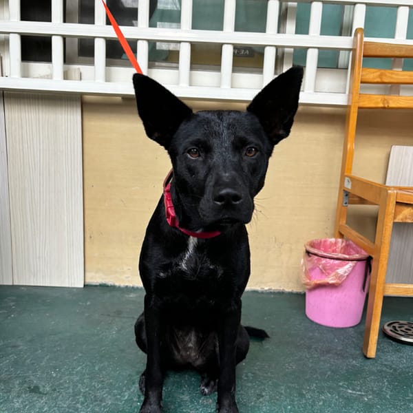 【急尋】台灣犬 - 宜蘭縣冬山鄉冬山路一段 (黑)