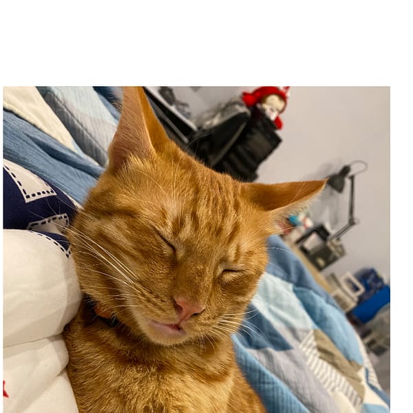【急尋】混種貓 - 宜蘭縣南澳鄉金洋路37號 (橘色)