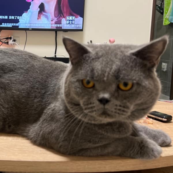 【急尋】英國短毛貓 - 高雄市橋頭區經武路1130巷201號 (灰黑色)