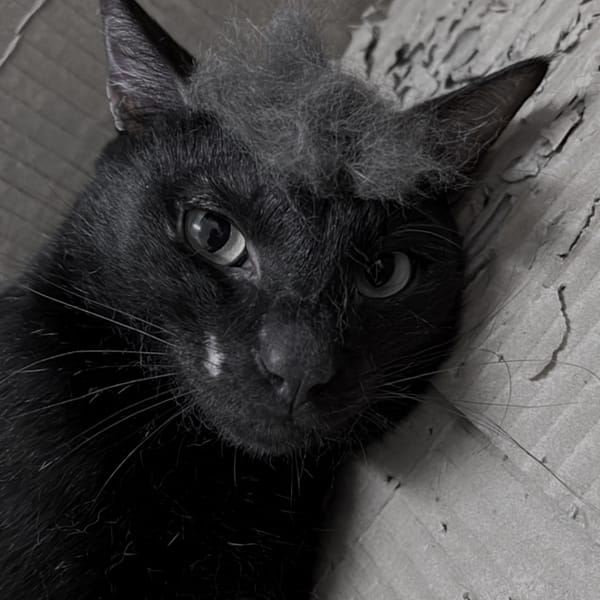 【急尋】混種貓 - 屏東縣恆春鎮鵝鑾里船帆路238-2號 (黑色)