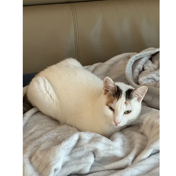 【急尋】混種貓 - 臺北市松山區新中街8巷16號3樓 (三花白貓，)