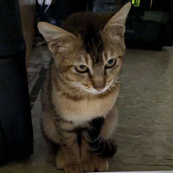 【急尋】混種貓 - 臺北市內湖區內湖路三段 (咖啡多層色虎斑)