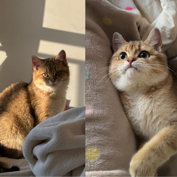 【急尋】英國短毛貓 - 新竹市東區東門街34巷18號16樓 (咖啡色 黃黑花紋)