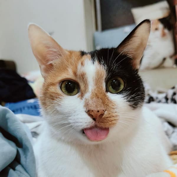 【急尋】混種貓 - 新北市中和區員山路327巷25號 (三花(右臉頰到頭的毛色是黑的 左臉頰毛色是黃的))