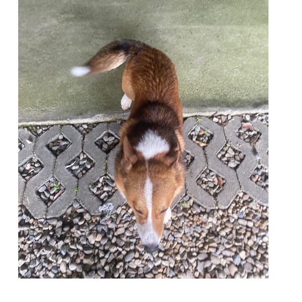 【急尋】威爾斯柯基犬 - 新竹縣芎林鄉 (淺咖啡色)