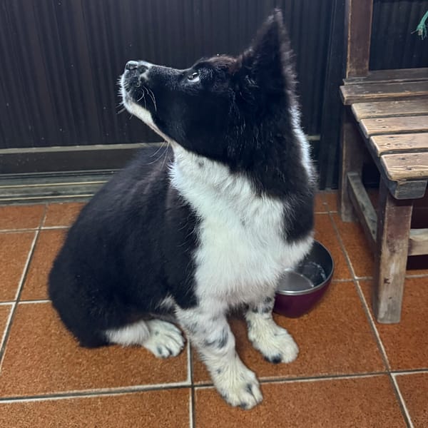 【急尋】混種犬 - 南投縣鹿谷鄉鳳凰村仁義路31-1號 (白腹黑背)