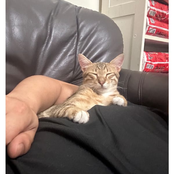 【急尋】混種貓 - 新北市泰山區明志路一段127號3樓 (虎斑色)