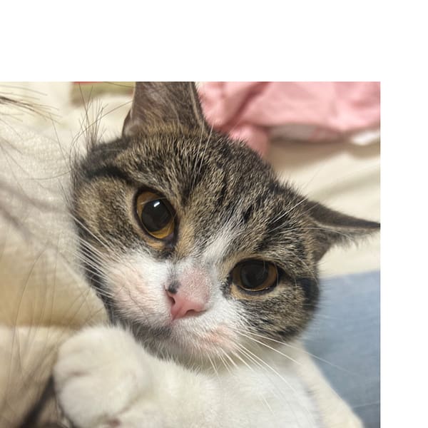【急尋】英國短毛貓 - 高雄市茄萣區莒光路三段135巷3號 (灰白)
