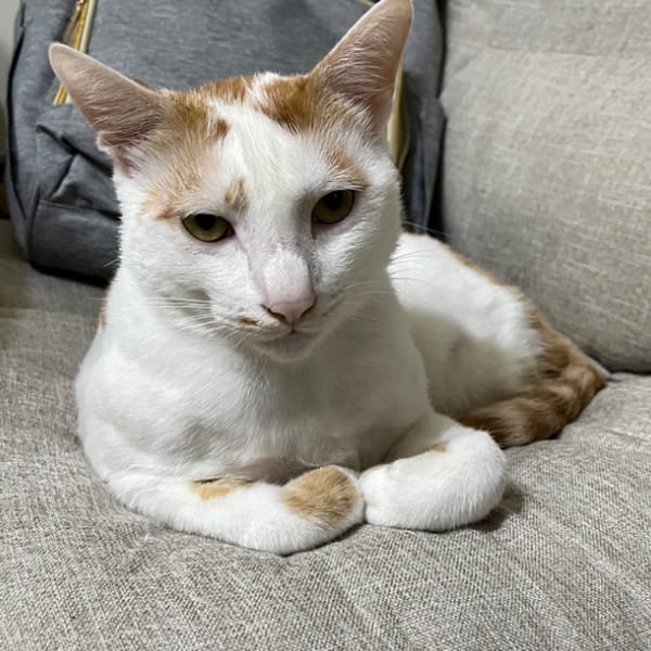 【急尋】混種貓 - 彰化縣秀水鄉彰秀路84巷 (橘白)