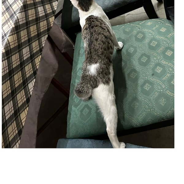 【急尋】混種貓 - 彰化縣員林市員集路二段386巷388號之一 (灰白色，屁股有一個像特斯拉的白毛)