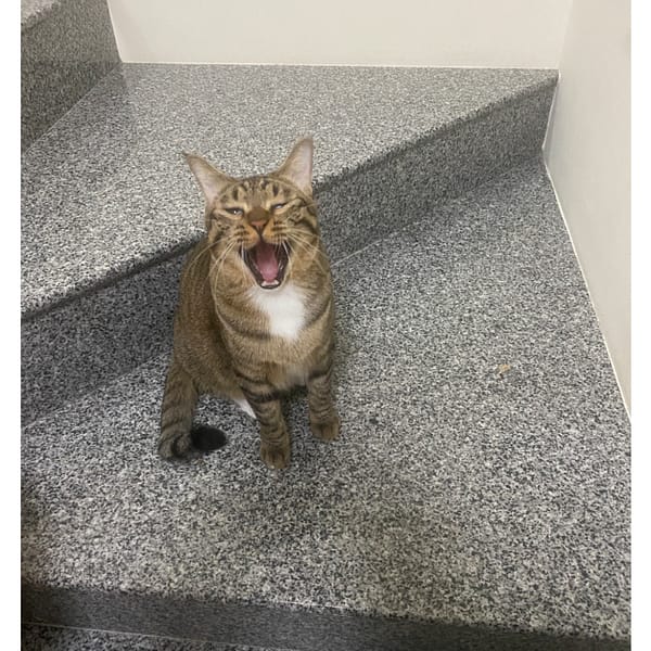 【急尋】混種貓 - 彰化縣大村鄉加錫二巷32-39號 (虎斑)