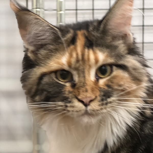 【急尋】緬因貓 - 臺南市歸仁區中正北路一段525巷 (三花)