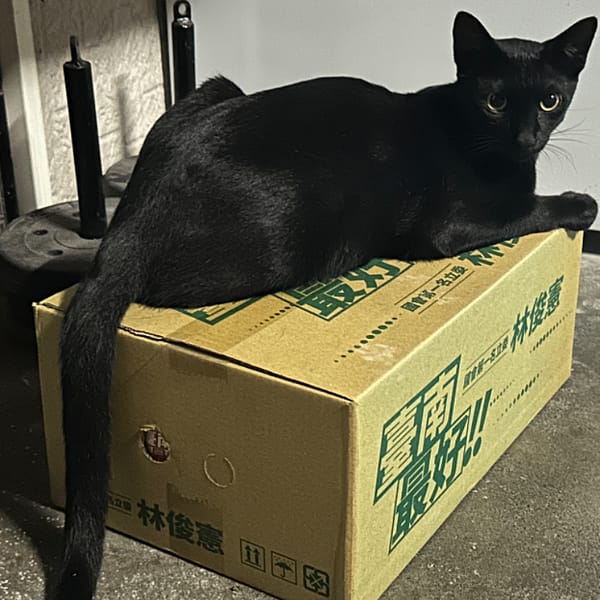 【急尋】混種貓 - 臺南市白河區新興路460號 (黑色)