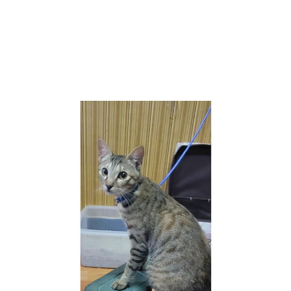 【急尋】混種貓 - 桃園市桃園區大興西路一段191巷17-2號 (咖啡色虎斑)