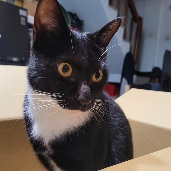 【急尋】混種貓 - 宜蘭縣宜蘭市黎明三路301巷1號 (黑貓，橘色眼睛，胸口和四肢白色)