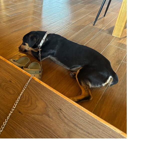 【急尋】混種犬 - 新竹縣尖石鄉秀巒村九鄰鎮西堡1號 (黑棕色)