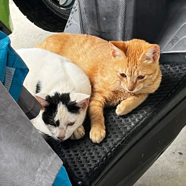 【急尋】混種貓 - 屏東縣內埔鄉農專街421巷6號 (橘白)