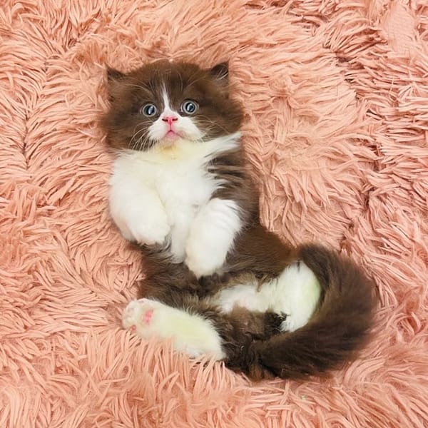 【急尋】小步舞曲(拿破崙短腿貓) - 臺中市西屯區寶慶街7號21樓之5 (巧克力色)