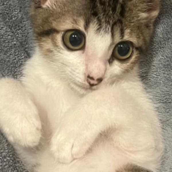 【急尋】混種貓 - 新北市土城區浮洲寵物公園 (白底虎斑)