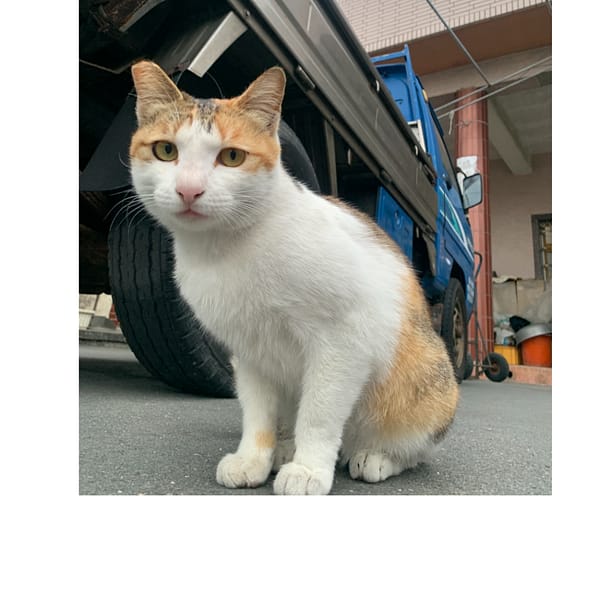 【急尋】混種貓 - 彰化縣芳苑鄉永興村和平巷9號 (三花)