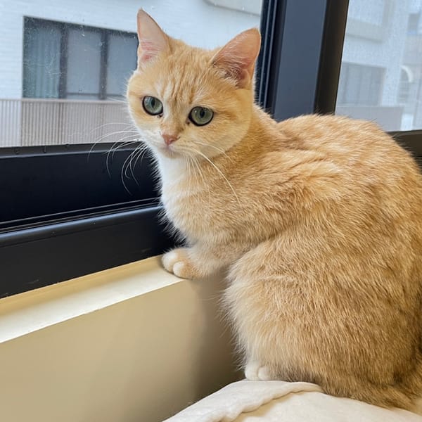 【急尋】英國短毛貓 - 臺南市安定區海寮里海寮27-1號2樓之3 (虎斑金漸層)