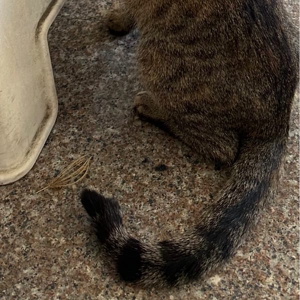 【急尋】混種貓 - 雲林縣臺西鄉仁愛路68巷91號 (虎斑)