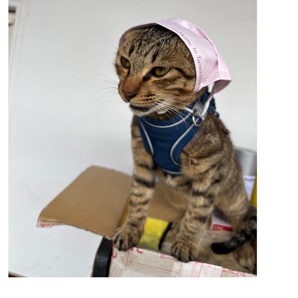 【急尋】狸花貓 - 雲林縣古坑鄉仁義路238號 ()