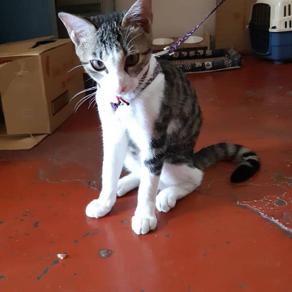 【急尋】混種貓 - 桃園市大溪區仁和路2段591號 (灰白)