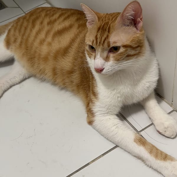 【急尋】混種貓 - 臺南市安定區臺南市安定區港尾里53號 (橘白)