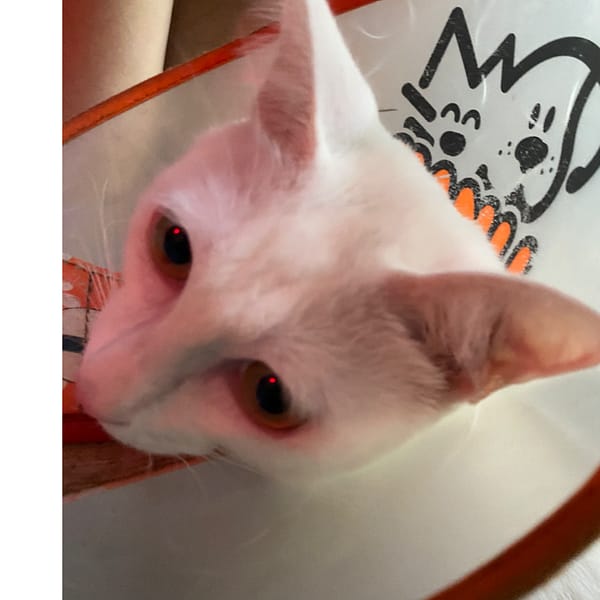 【急尋】混種貓 - 臺南市東區崇德四街五巷 (純白色)