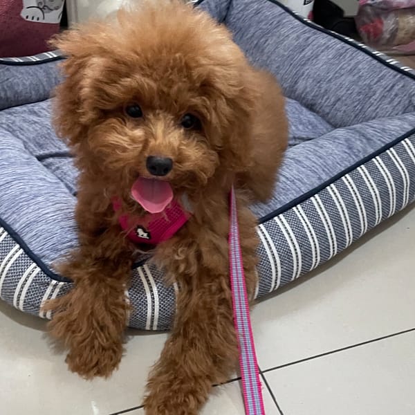 【急尋】貴賓犬 - 臺北市萬華區廣洲街211號 (紅色)