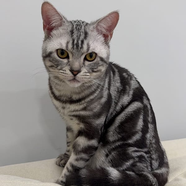 【急尋】美國短毛貓 - 桃園市新屋區新文路1088巷150弄12號 (銀白)