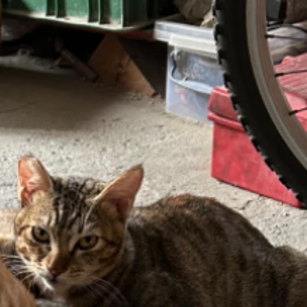 【急尋】混種貓 - 彰化縣秀水鄉下崙村田洋巷26號 (灰色虎斑貓)