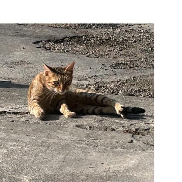 【急尋】混種貓 - 彰化縣秀水鄉下崙村田洋巷26號 (土黃色)