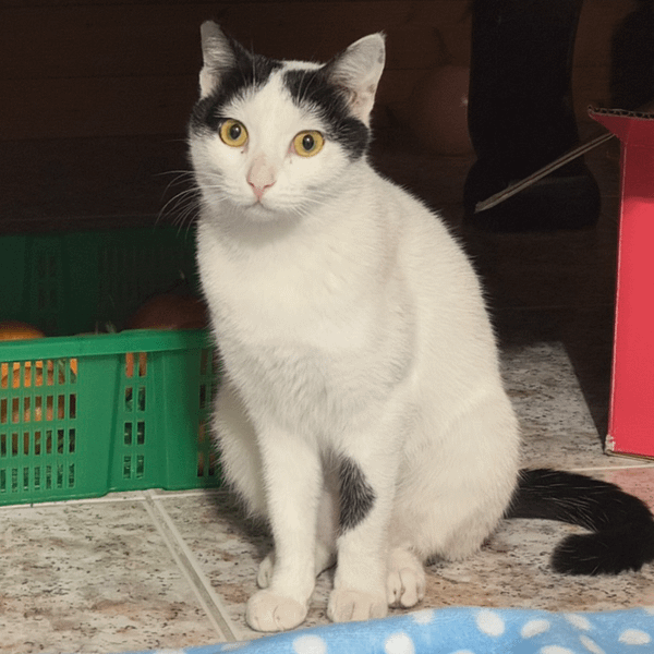 【急尋】混種貓 - 宜蘭縣礁溪鄉大忠路145巷 (黑白)