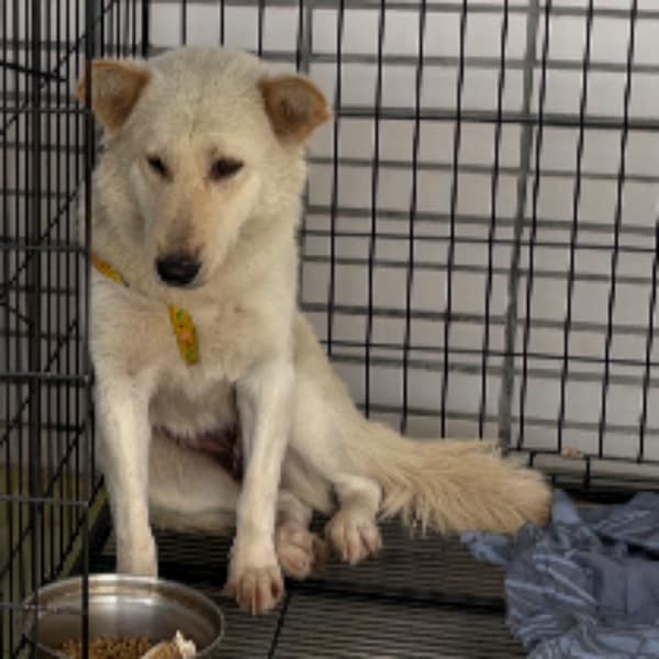 【急尋】混種犬 - 花蓮縣吉安鄉海岸路 (白)