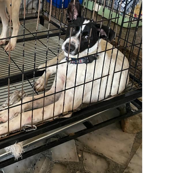 【急尋】混種犬 - 花蓮縣吉安鄉海岸路 (白黑)