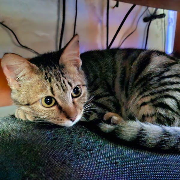 【急尋】混種貓 - 新北市樹林區金門街 ()