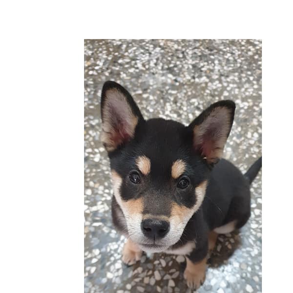 【急尋】柴犬 - 高雄市前鎮區信龍街18號 (黑色柴犬)