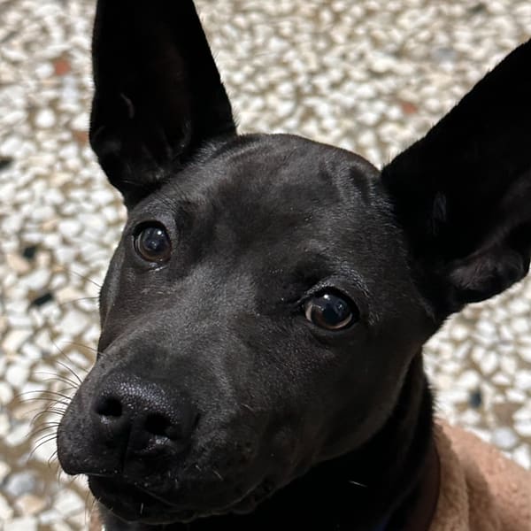 【急尋】混種犬 - 南投縣埔里鎮南村里南村一巷13號 (黑色)