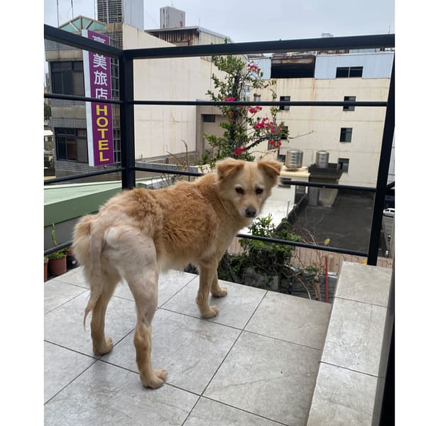 【急尋】混種犬 - 新竹市東區勝利路17號 (淡黃色)