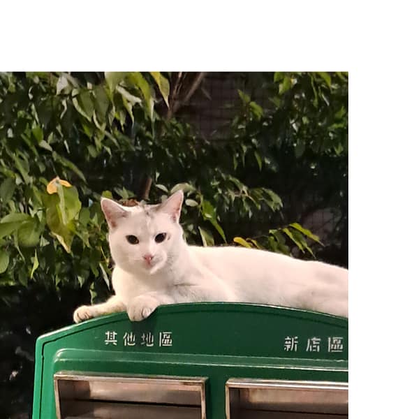 【急尋】混種貓 - 花蓮縣秀林鄉秀林村 (白混黑)
